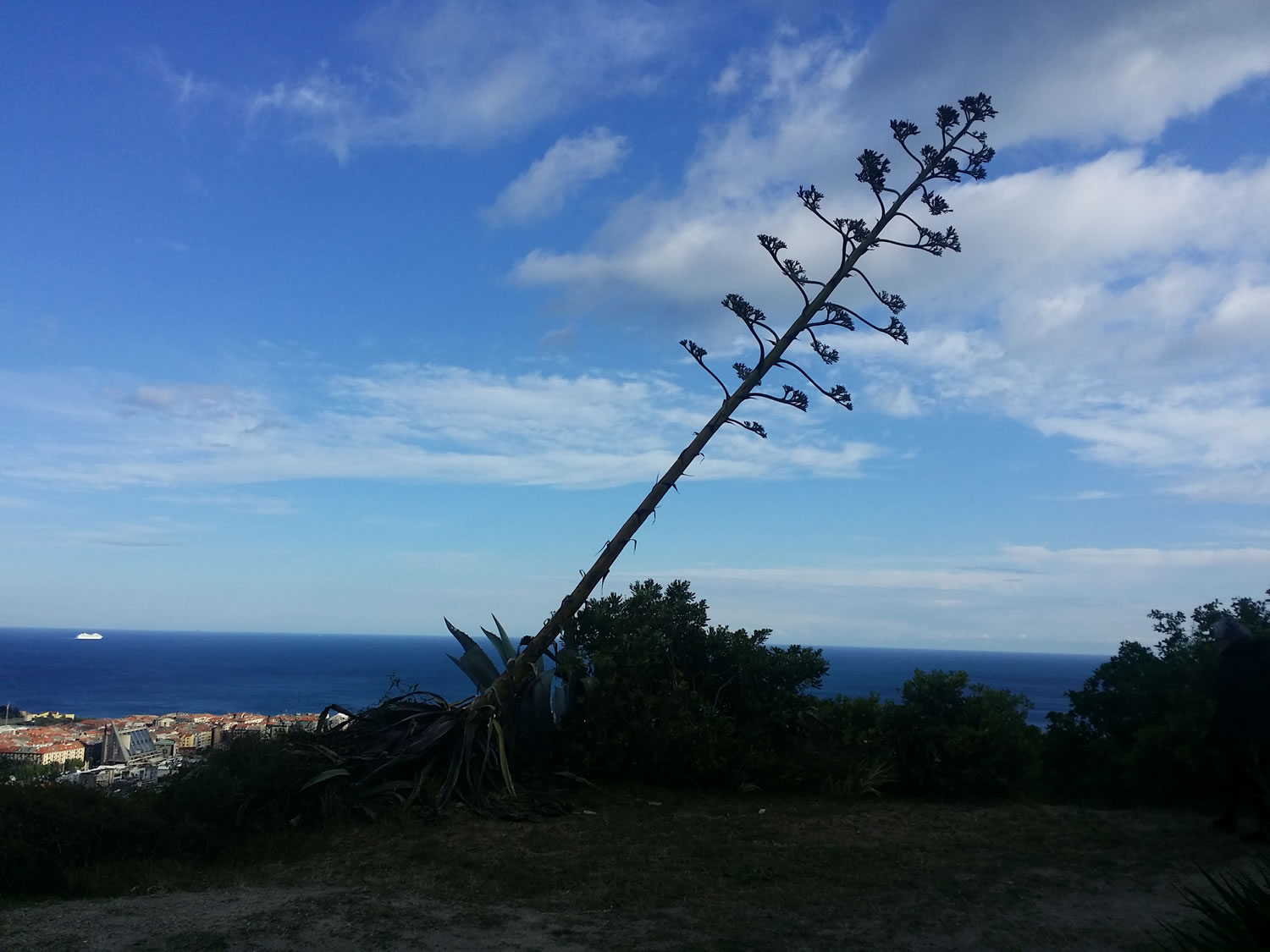 Savona Panoramica - Agave - Savona 